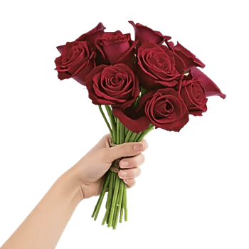 Crimson Rose Elegance