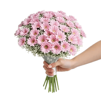 Pastel Pink Roses
