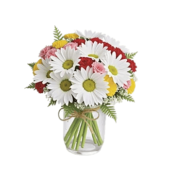 Enchanting Daisy Garden