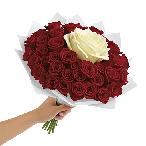 Blushing Rose Symphony