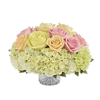 Petal Radiance Bliss