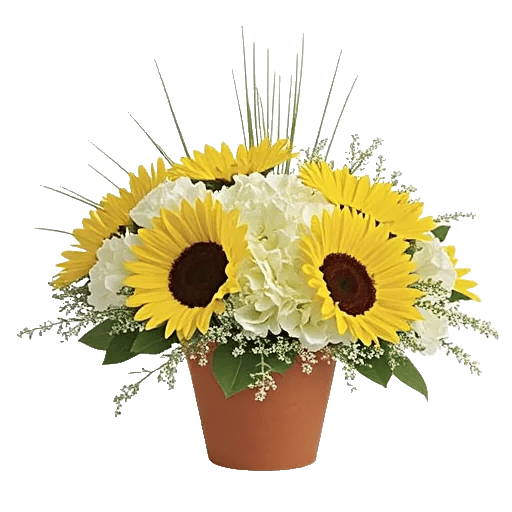 Amber Sunflower Glow