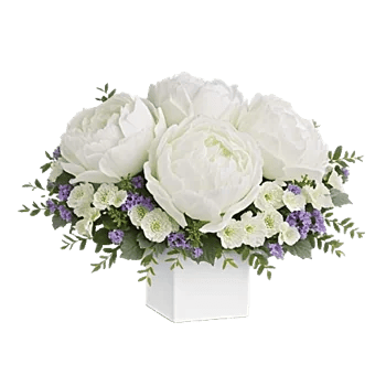 Peony Petal Harmony