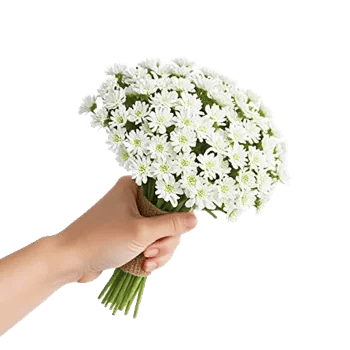 Minimalist White Orchids
