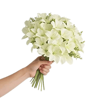 Modern White Orchids