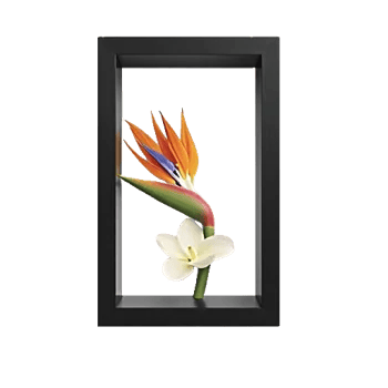 Serenity Orchid Bloom