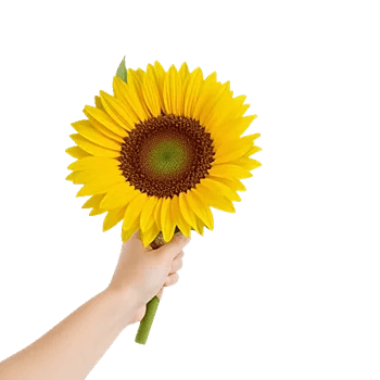 Amber Sunflower Glow