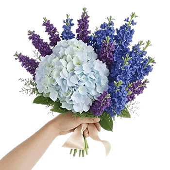 Sapphire Bloom Whisper