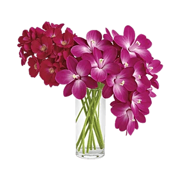 Orchid Bloom Cascade