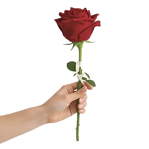 Crimson Rose Elegance