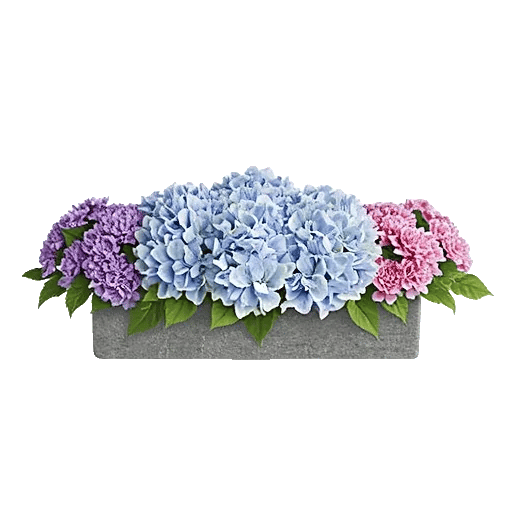 Serene Petal Harmony
