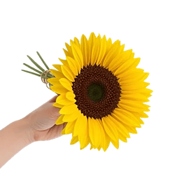 Twinkling Sunflower Dance