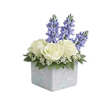 Serenity Blossom Grace