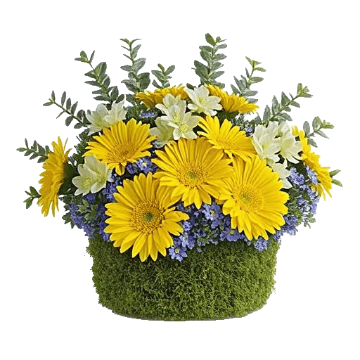 Minimalist White Orchids