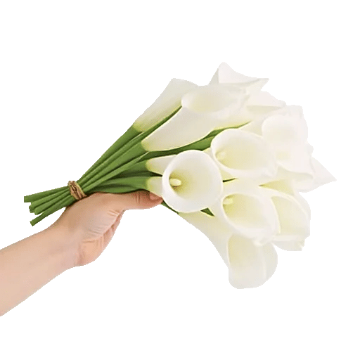 Elegant Calla Lilies