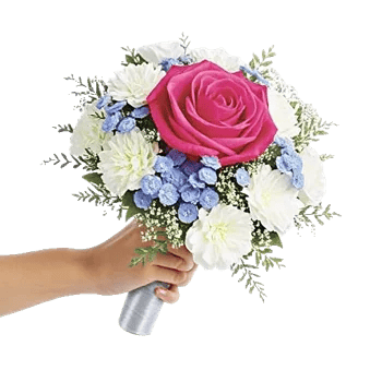 Pastel Pink Roses