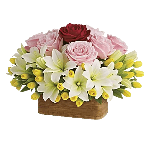 Radiant Rose Symphony