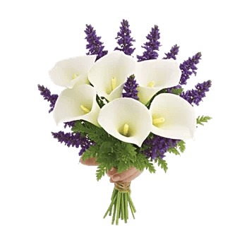 Elegant Calla Lilies