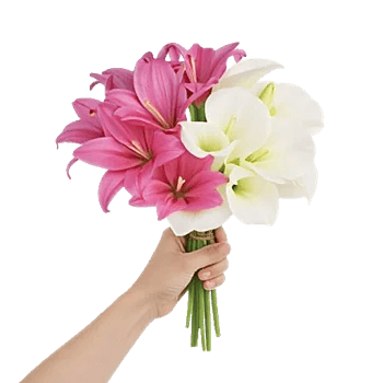 Elegant Calla Lilies