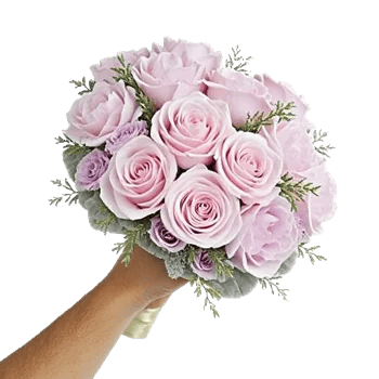 Pastel Pink Roses