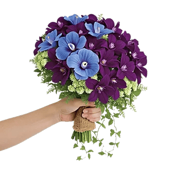 Serenity Orchid Bloom