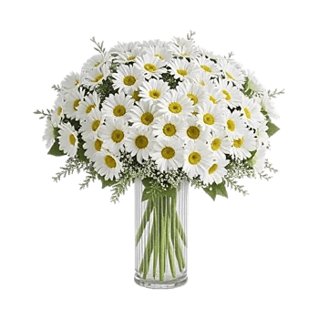 Ivory Blossom Radiance