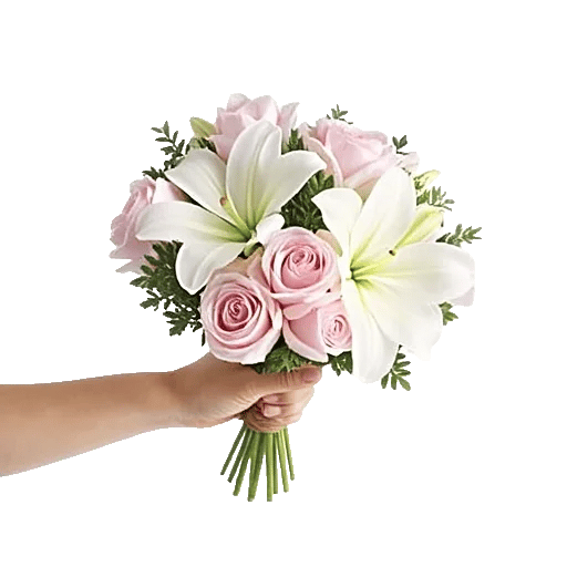 Pastel Pink Roses