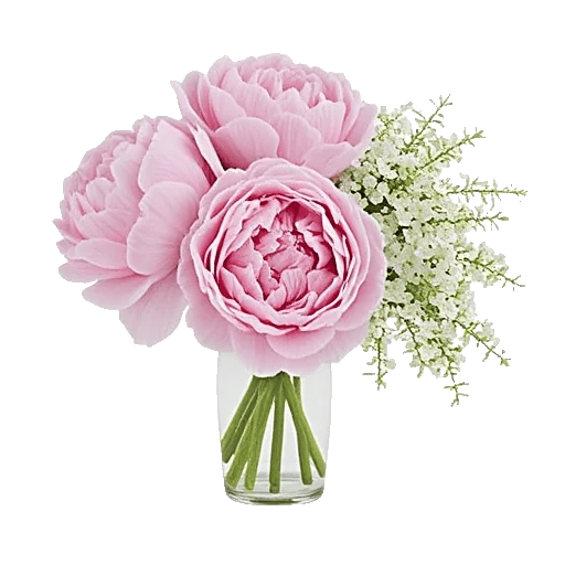 Peony Petal Harmony