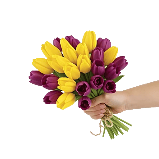 Velvet Tulip Display