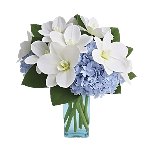 Serenity Orchid Bloom