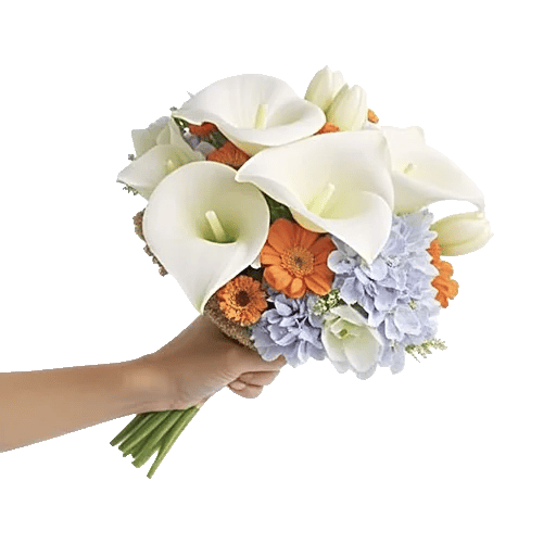 Elegant Calla Lilies