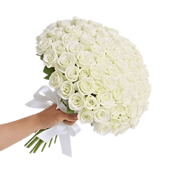 Blushing Rose Symphony