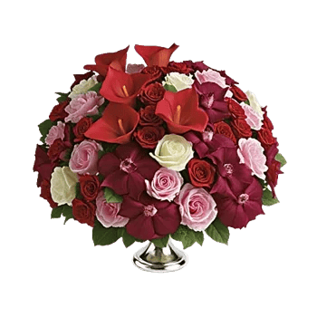 Elegant Calla Lilies