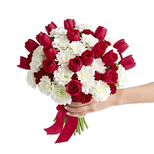 Scarlet Tulip Splendor