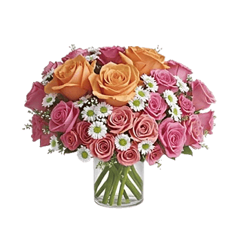 Radiant Rose Symphony