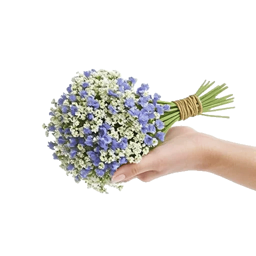 Blossom Radiant Whisper