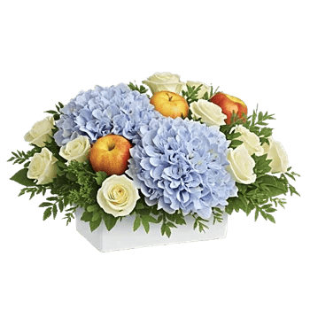 Serene Petal Harmony