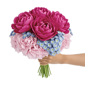 Peony Petal Harmony