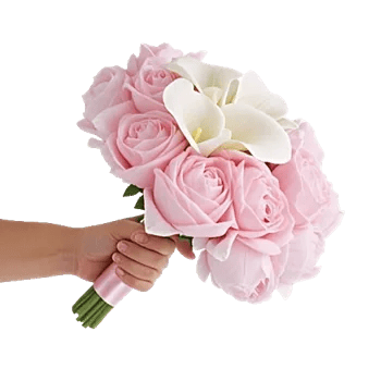 Blushing Rose Symphony