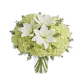 Ivory Blossom Radiance