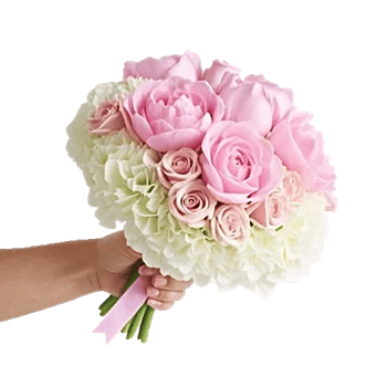 Peony Petal Harmony