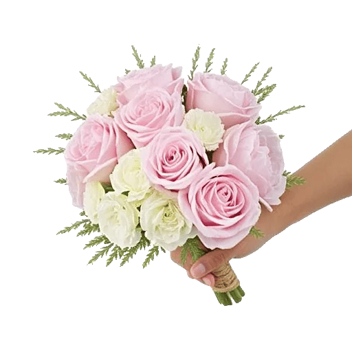 Pastel Pink Roses
