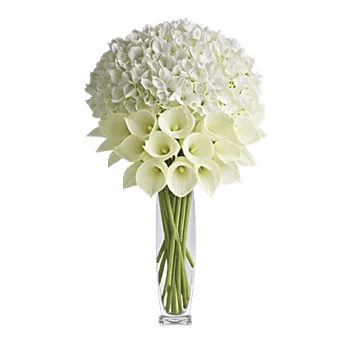 Ivory Blossom Radiance
