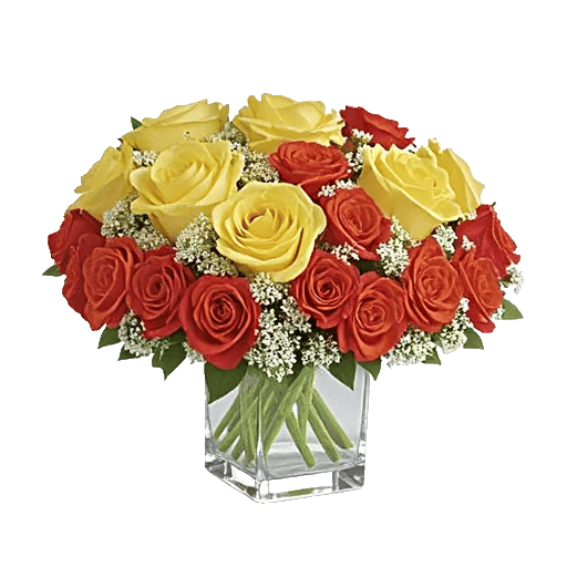 Radiant Rose Symphony