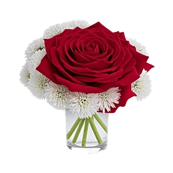 Radiant Rose Symphony