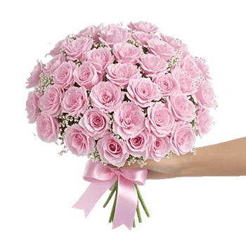 Pastel Pink Roses