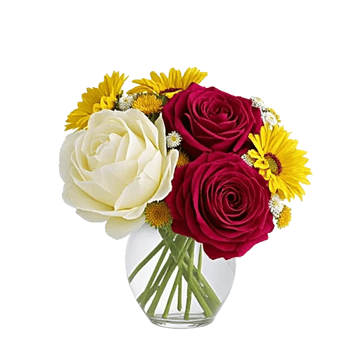 Radiant Rose Symphony