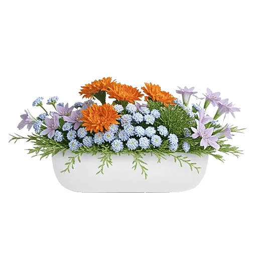 Blossom Petal Serenity