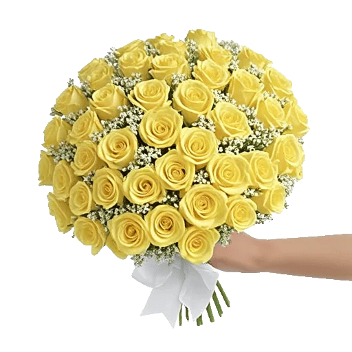 Blushing Rose Symphony