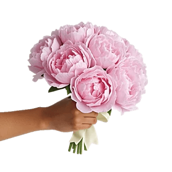 Peony Petal Harmony